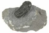 Detailed Austerops Trilobite - Ofaten, Morocco #192825-1
